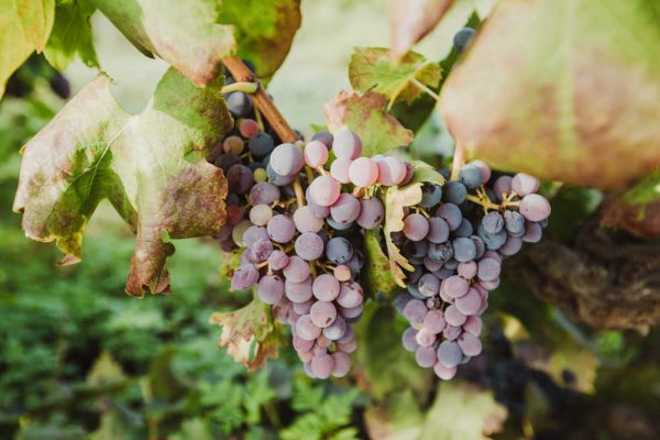 experiencia-de-tierra cata de 3 vinos de la comunidad valenciana